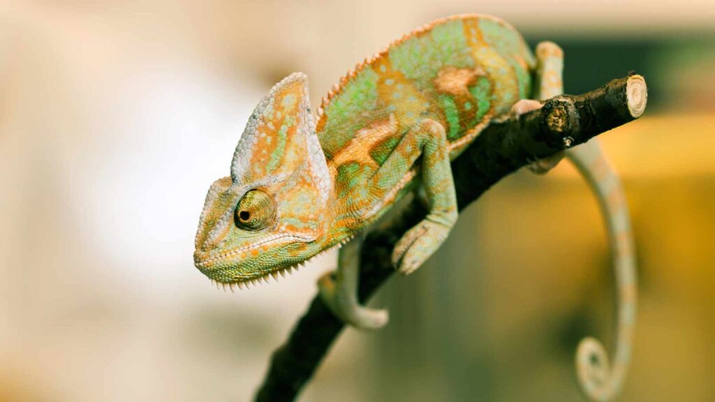 Photo of a veiled chameleon