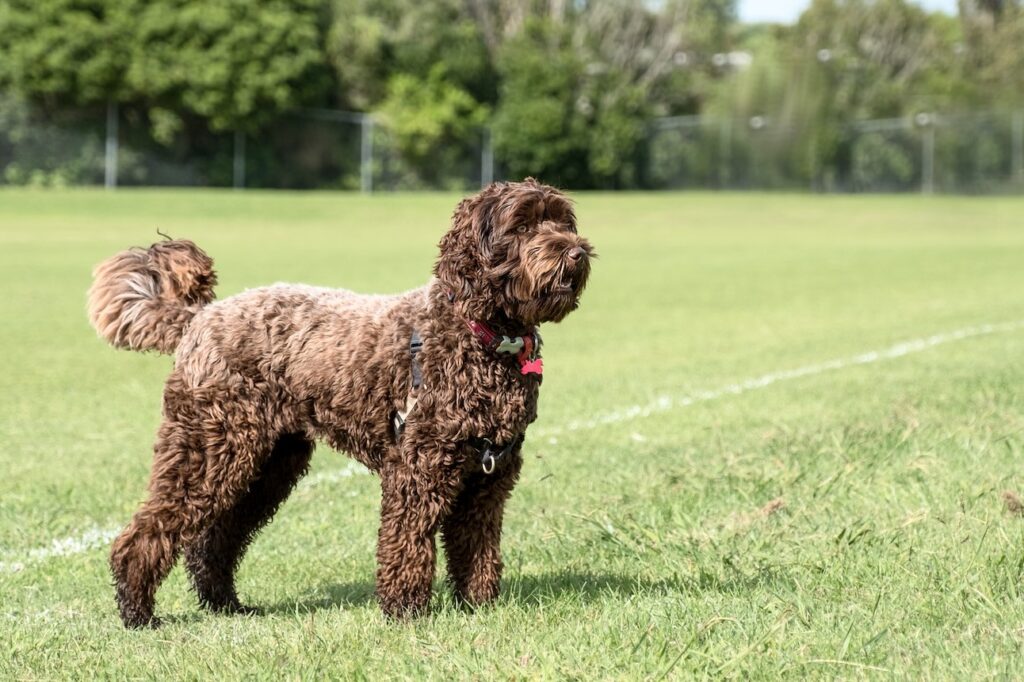 brown labradoodle standing outside on a sports field