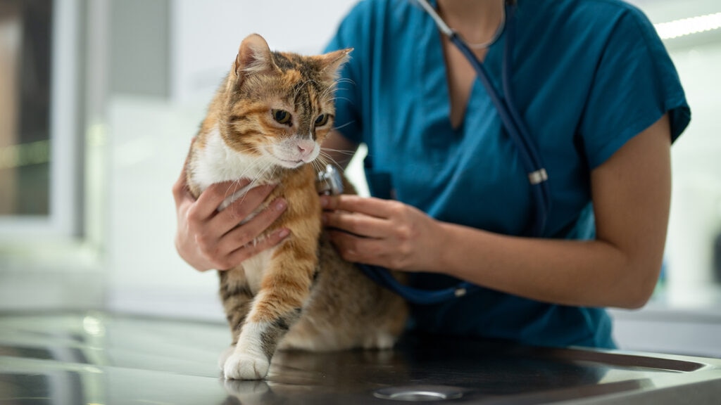 upper respiratory infection in cats; a cat’s lungs are checked by a vet.