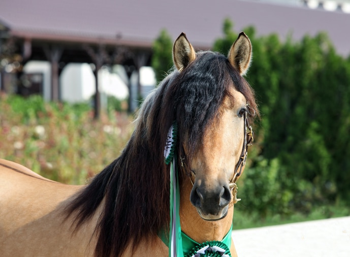 Paso Fino stallion