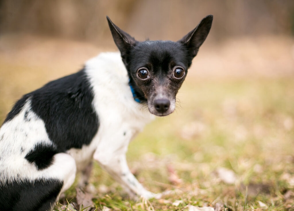 Dogs shake because they are nervous, cold, or for a variety of other causes.