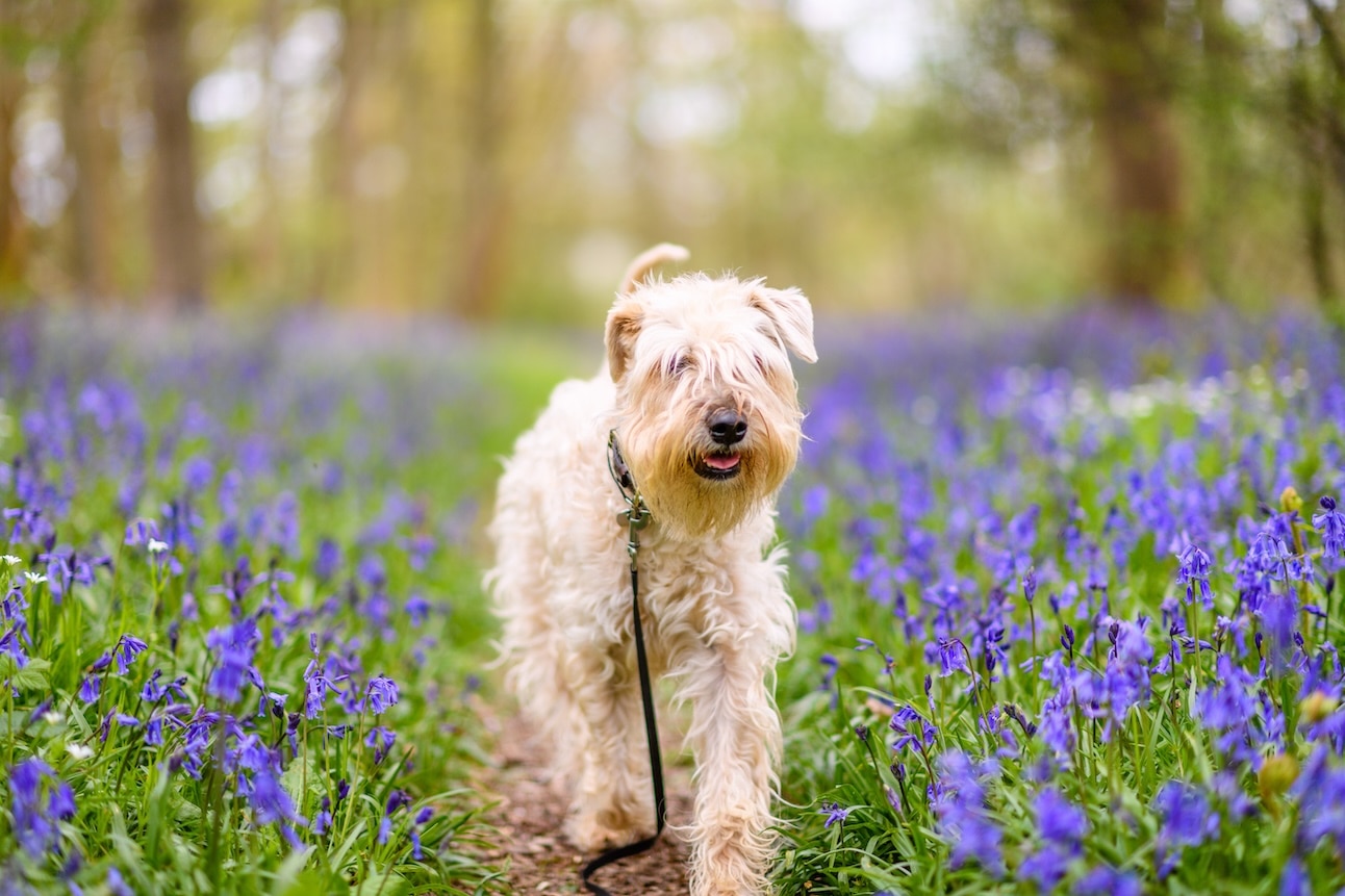 A Soft Coated Wheaten Terrier walking through purple flowers in a field