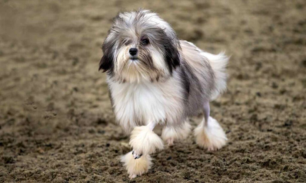 black and tan lowchen dog with a lion haircut standing in grass.