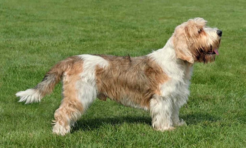 tan and white petit basset griffon vendeen standing in grass