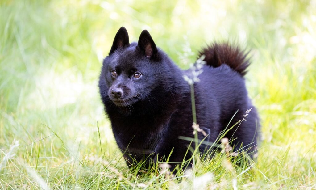small black schipperke dog standing in grass with his tongue out