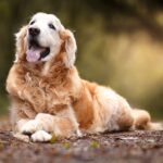 Understanding Dog Body Language in Senior Dogs