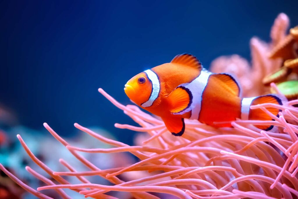 Photo of a clownfish