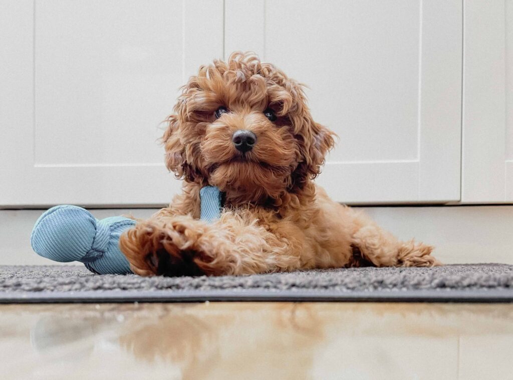 red cavapoo puppy lying on a floor playing with a blue toy