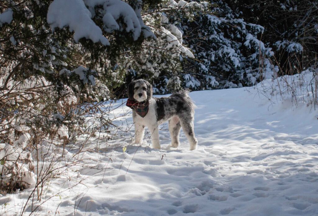 Photo of a Aussiedoodle