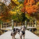 A merle Aussiedoodle standing in an autumnal park