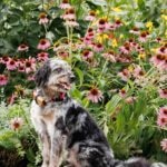 a blue merle aussiedoodle sitting in front of flowers