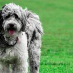 A black and white Aussiedoodle in grass wearing a bandana
