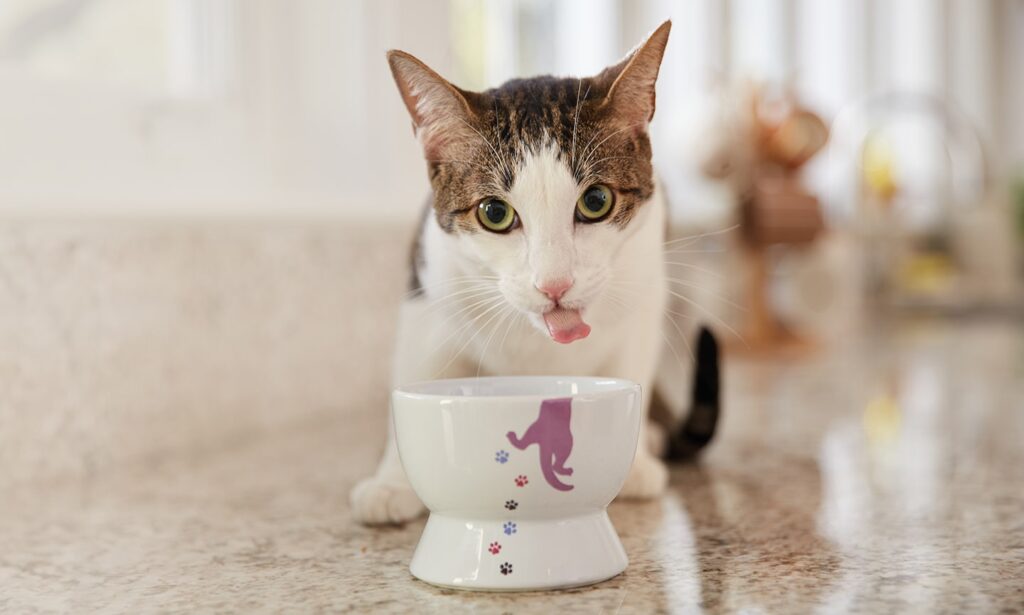 A vet tests a pet for diabetes in cats by using a glucometer.