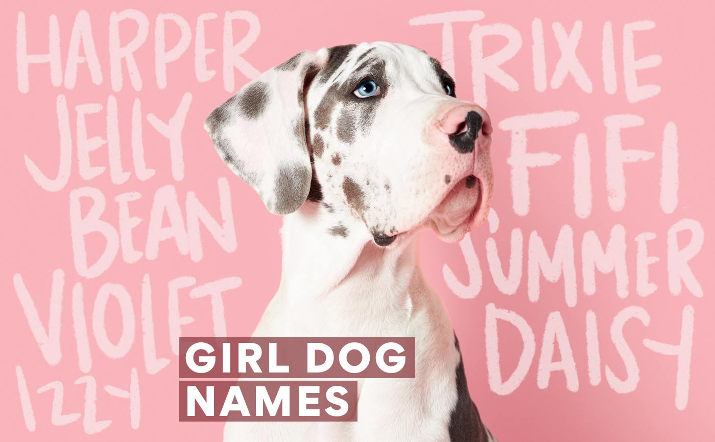 Buy female little dog names Sale 326KB 2001 null null null null null 15 3 2003 null F20p51NoK2ZHhM