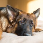 Do Dogs Feel Grief? 5 Ways to Help a Grieving Dog