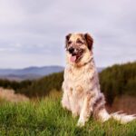 How To Cope With the Loss of a Pet