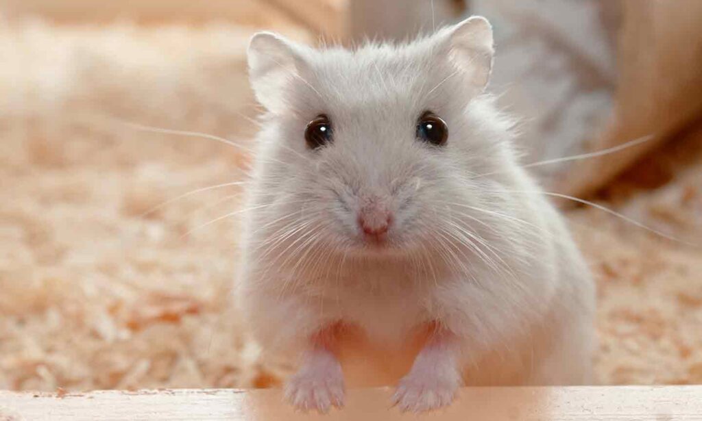Photo of a white hamster in a cage