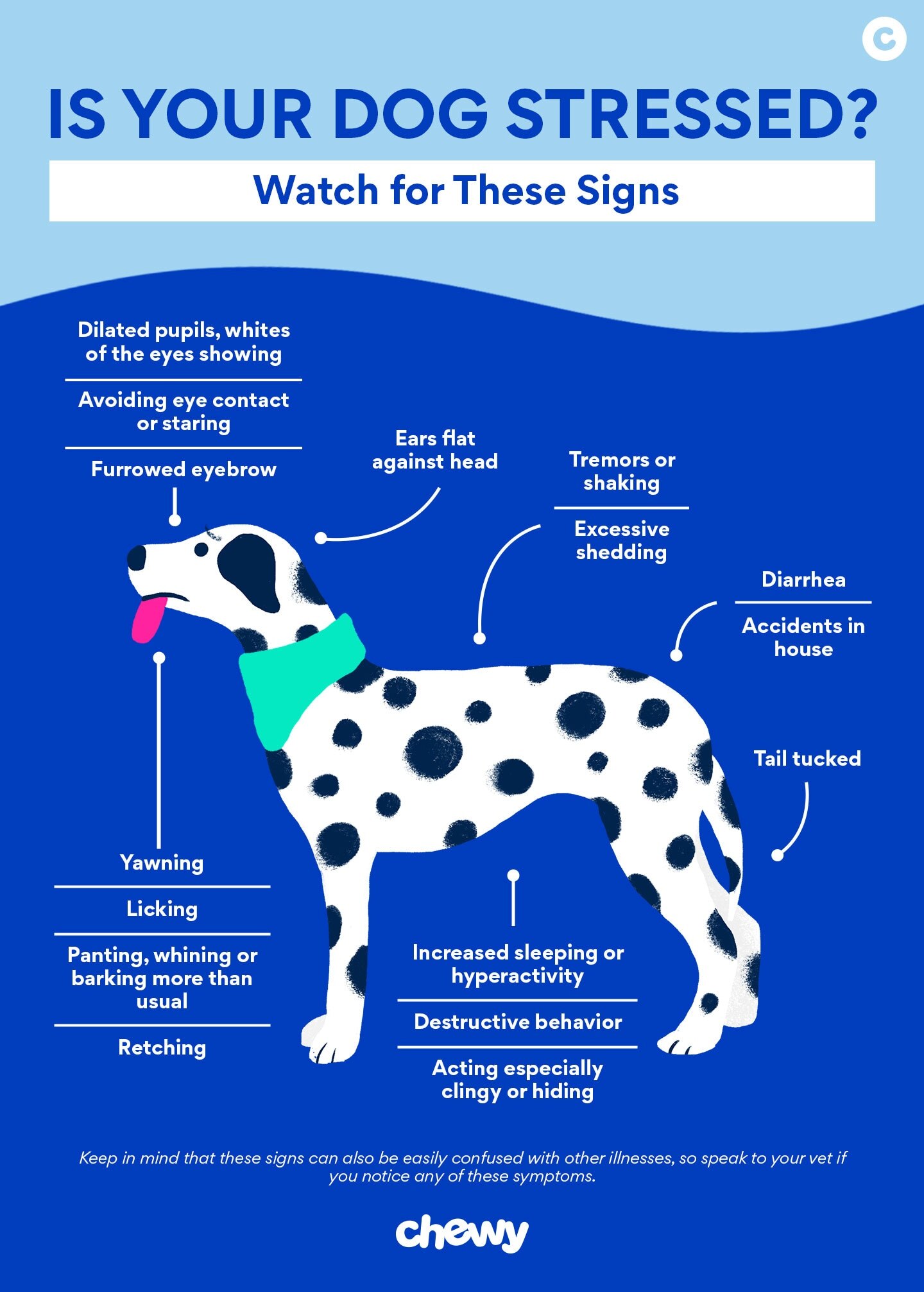Frightened Dog Symptoms Frightened Dog Symptoms