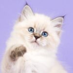 Kitten Age Chart: How To Tell How Old Your Kitten Is