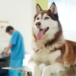 Deworming in Dogs: What to Expect, Symptoms, and Schedule