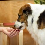 Carprofen for Dogs: Uses, Side Effects, and More