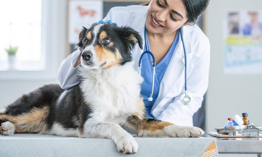 dog vaccinations: dog at the vet