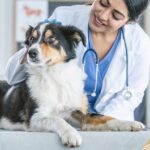 Dog Vaccination Schedule: A Complete Guide to Dog Vaccines