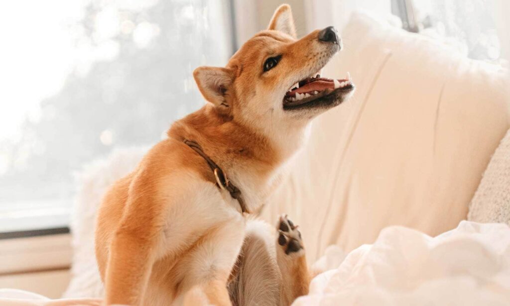 A dog scratching themselves while sitting on a bed.