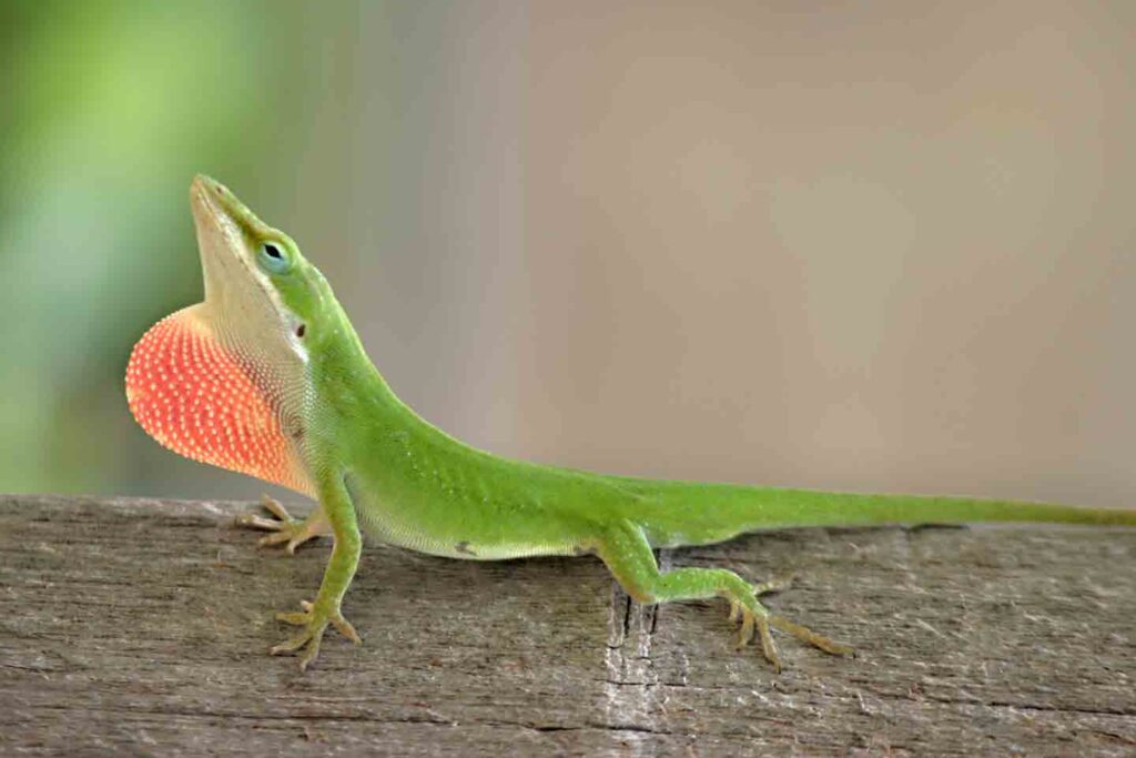 Green anole lizard sitting on a leaf