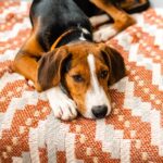Why Is My Dog Throwing Up Black or Dark Brown Vomit?