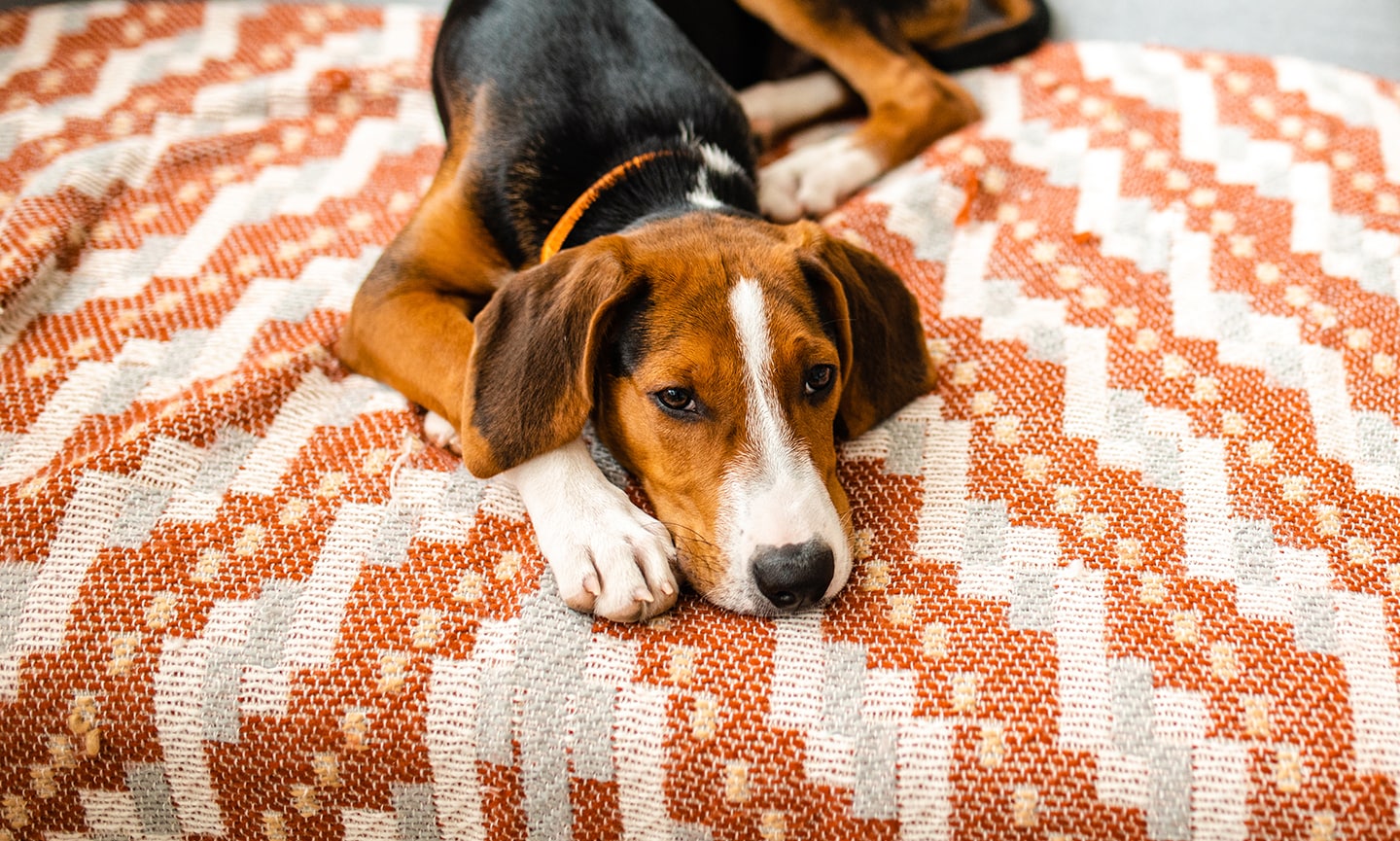 Why Is My Dog Throwing Up Black or Dark Brown Vomit? | Chewy