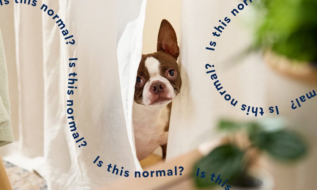 why is my dog shaking: puppy shaking in a shelter