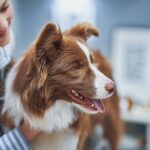 Swollen Lymph Nodes in Dogs: Causes, Treatment, and More