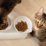 Can Healthy Cats Eat Renal Food? Our Vet Experts Weigh In
