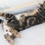 Cat Scratches Walls? 4 Reasons Why and How To Stop It