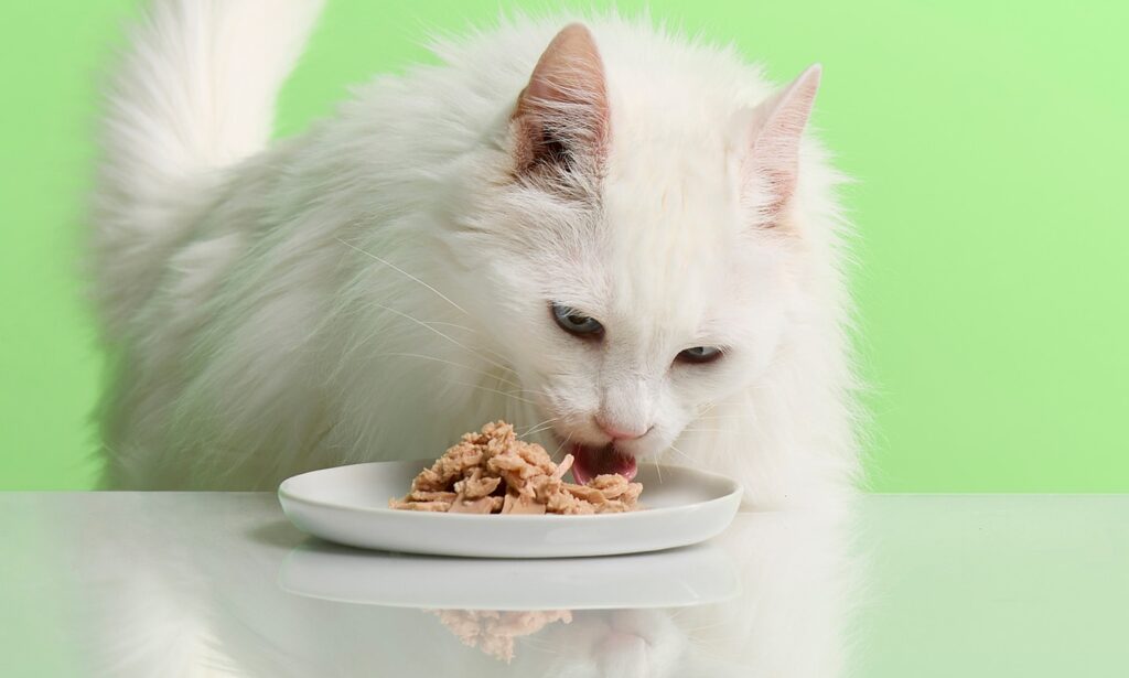 siamese cat mix eating tuna from a small white plate