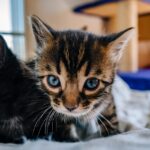 Is Your Kitten Vomiting? Possible Causes and Treatment