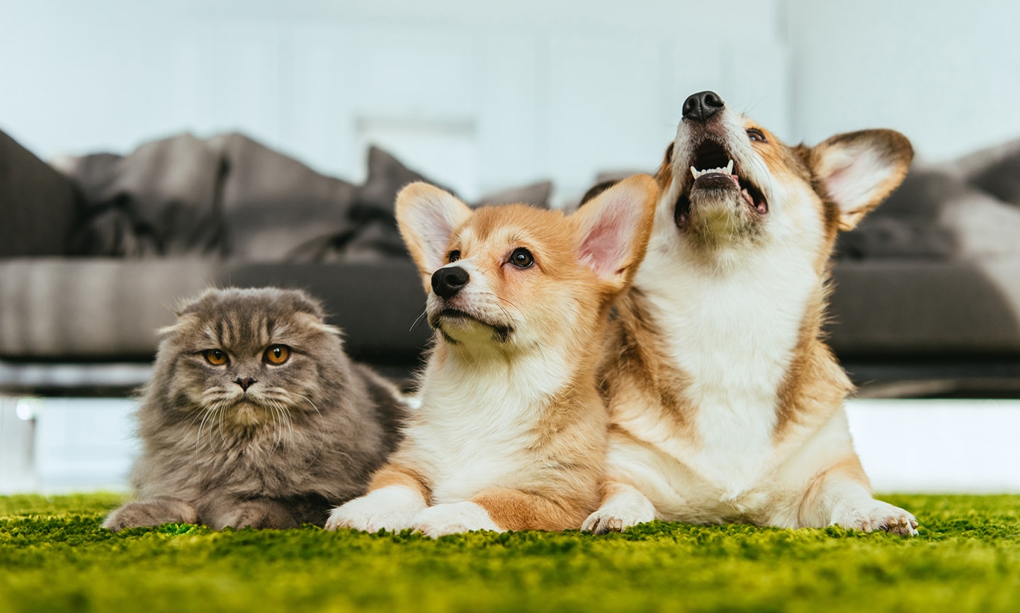 Shop nitenpyram safe for cats Cheap Sale