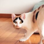 Have a Cat Walking in Circles? Common Causes and Treatment