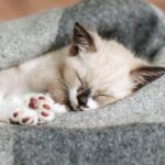 Where Should Kittens Sleep at Night?