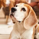 The Pros and Cons of Spaying and Neutering an Older Dog