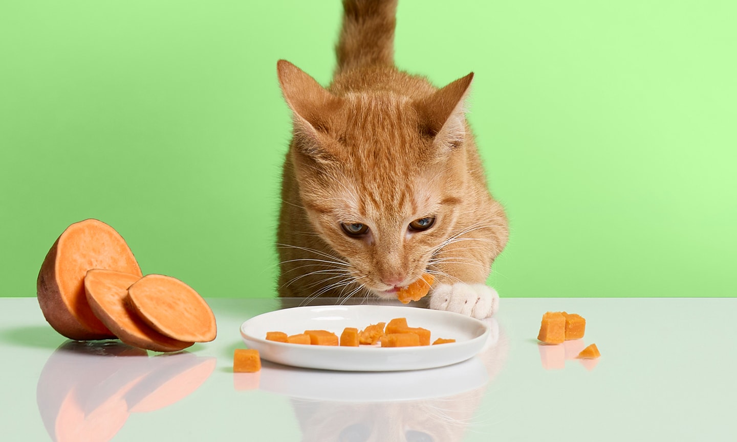 Image showcasing Can Cats Eat Sweet Potatoes? Yes! | Chewy