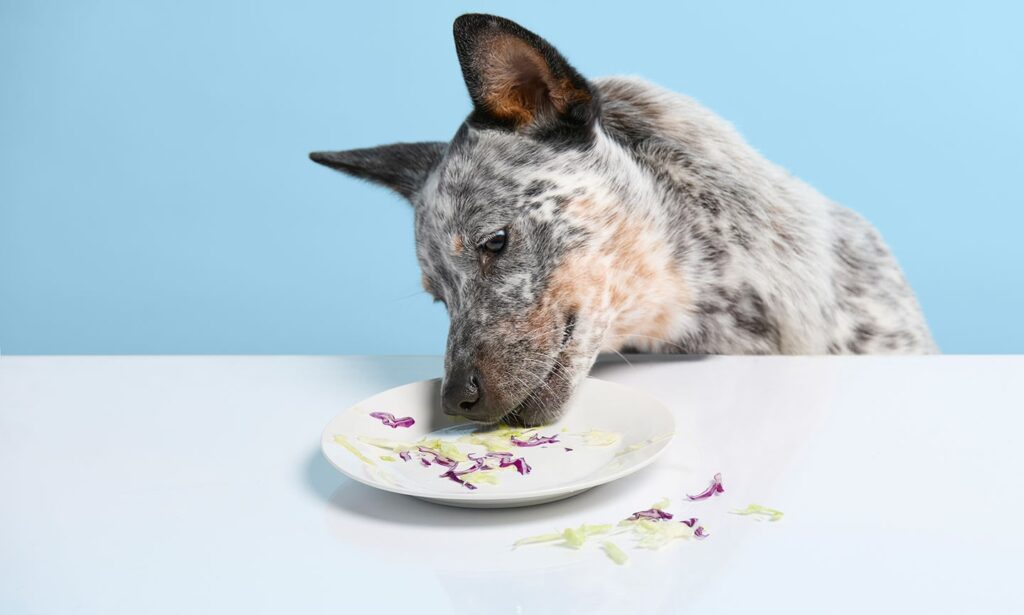 jack russell terrier standing on a kitchen table chair and looking at a human eating