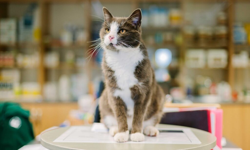 can a cat get pregnant while nursing: cat at vet