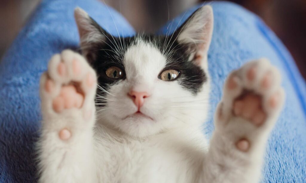 Photo of a white cat laying belly up on a person's lap