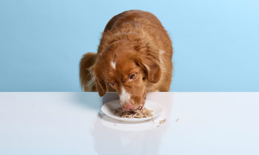 can dogs eat pork: dog staring at a plate of prosciutto