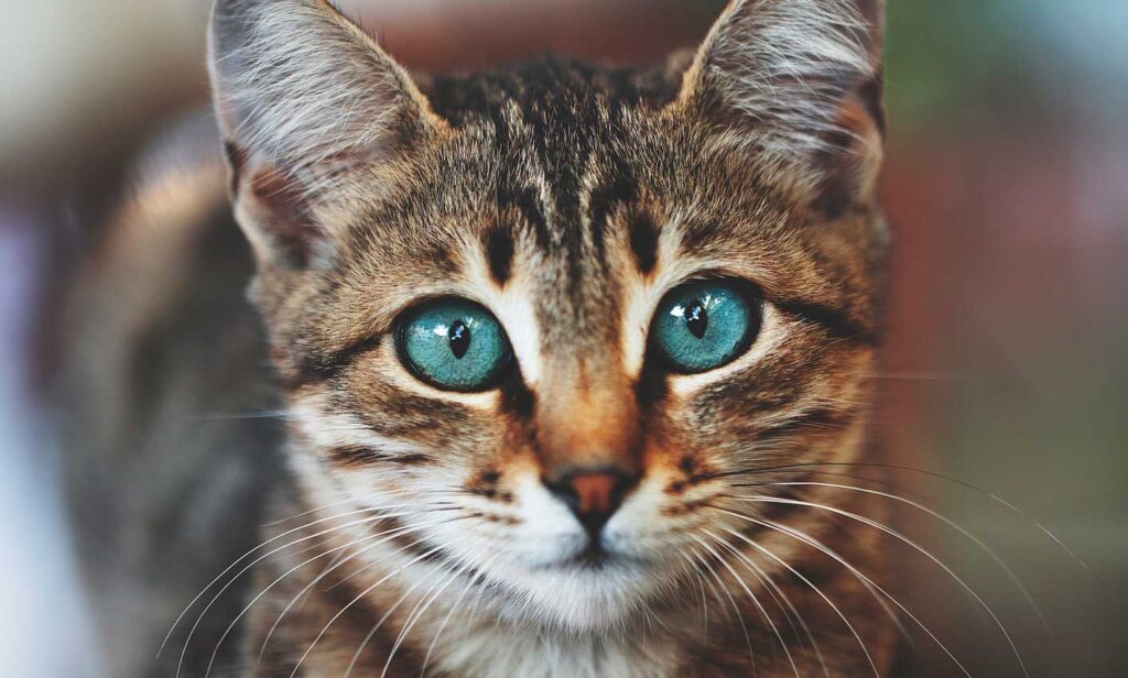 cat eyes