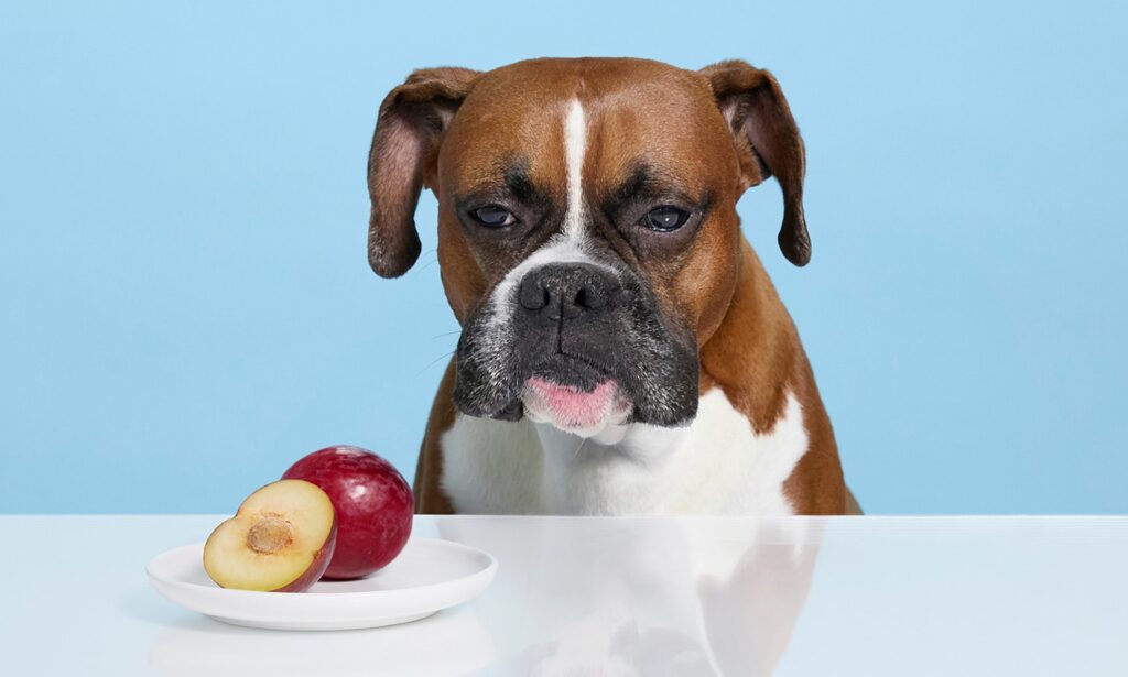 woman feeding a red chow chow dog a piece of plum