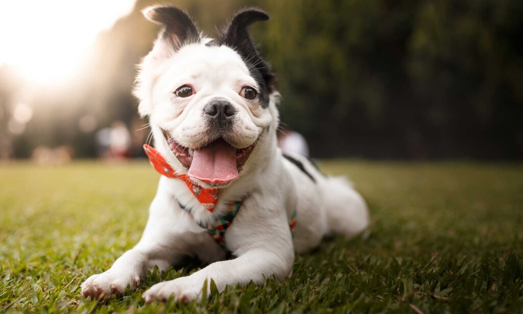 english bulldog panting in grass
