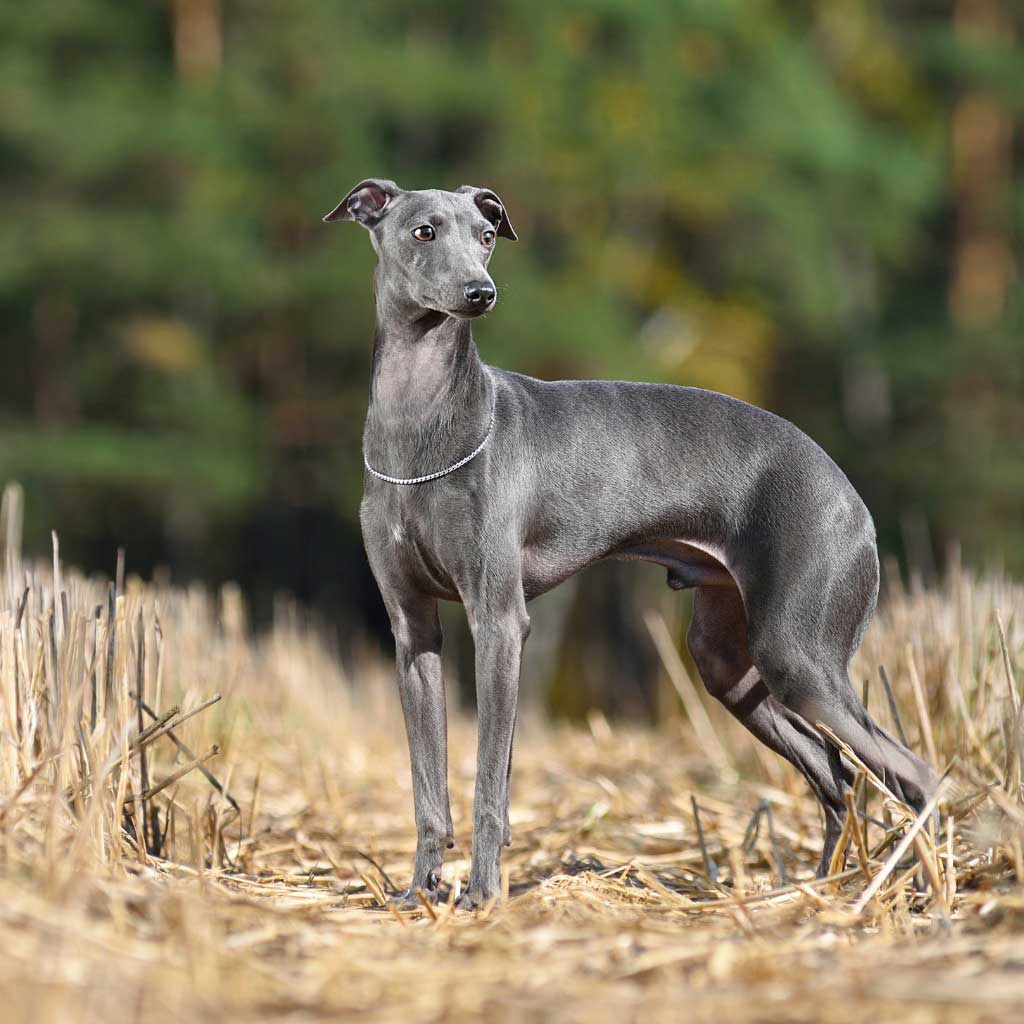 greyhound lying in a park on a picnic blanket